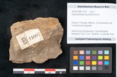 Foto (Objekt + Etikett) von Asterophyllites equisetiformis Br. (NHMW-GEO-2024-0188-11007)